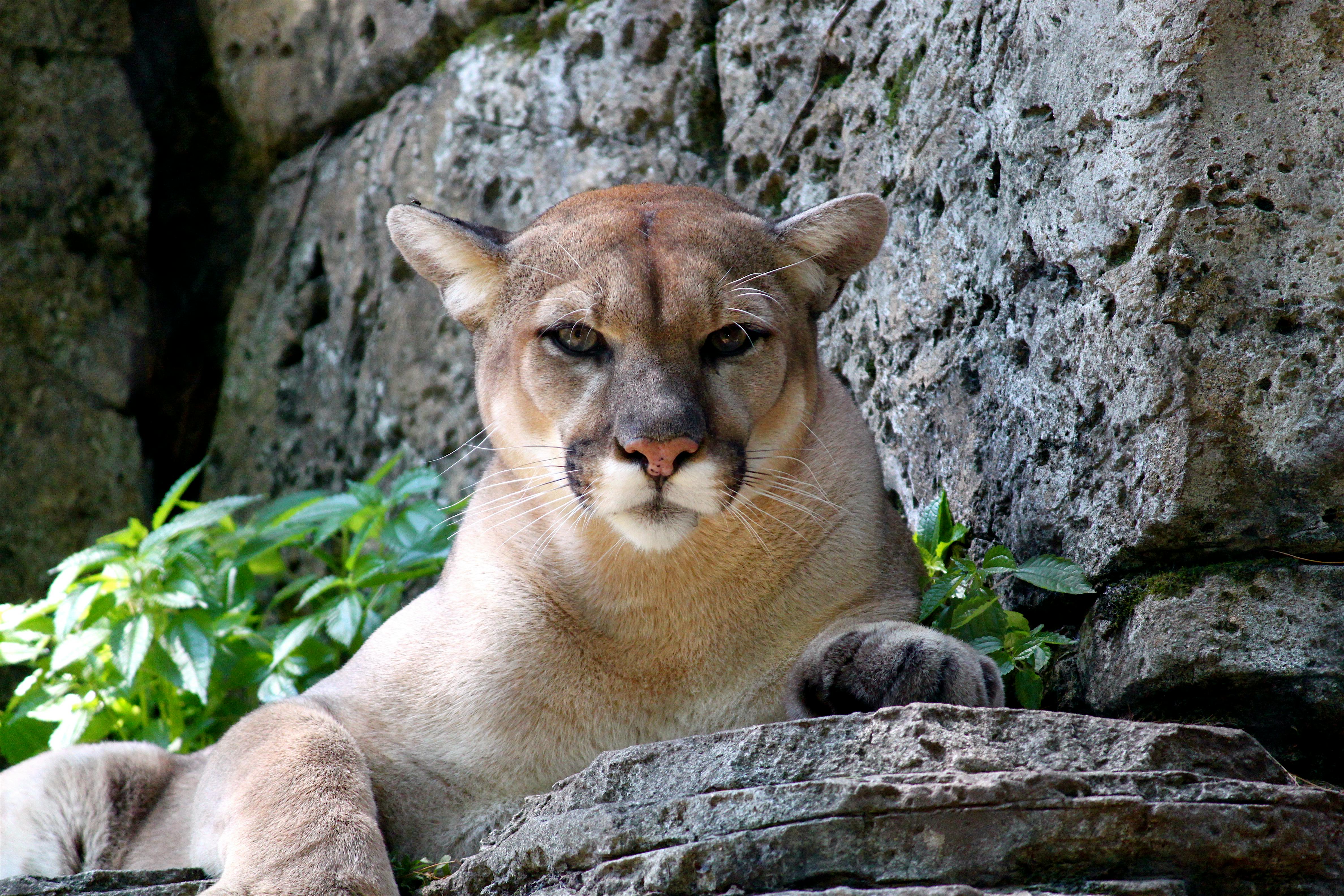 mountain lion