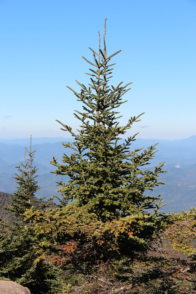 spruce tree from NASA